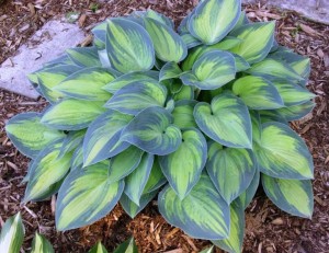 Hosta