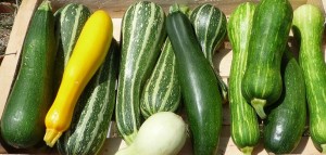 Courgettes