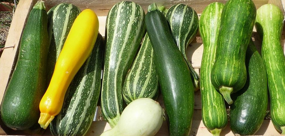 Courgettes 