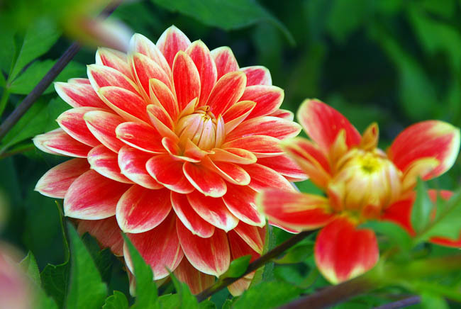 Dahlia Garden Festival