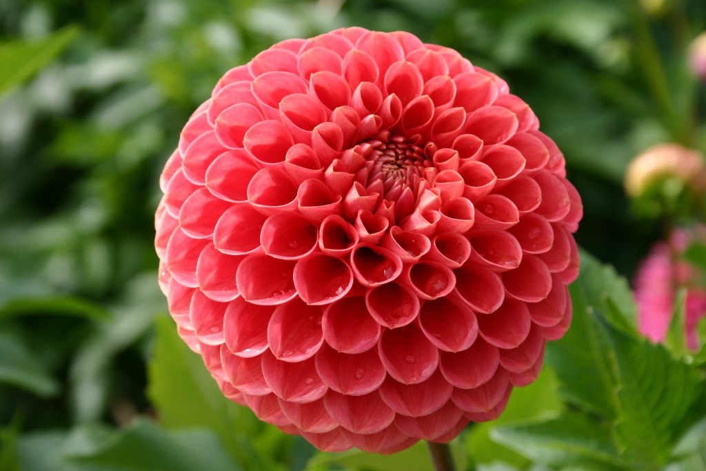 Dahlia Jomanda