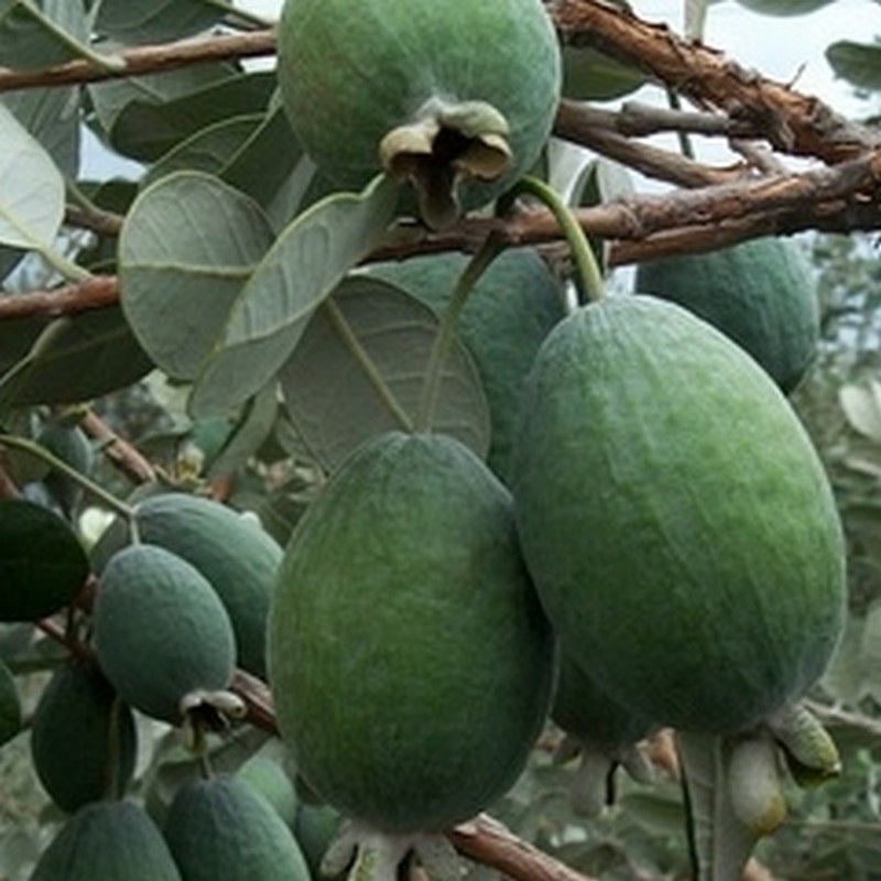 Feijoa fruits