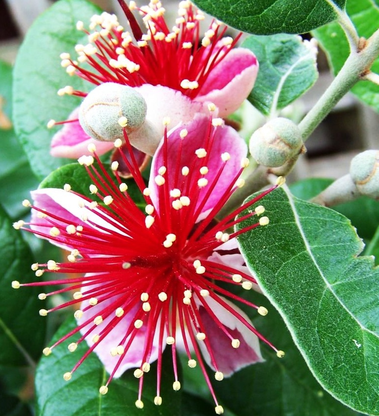 Feijoa