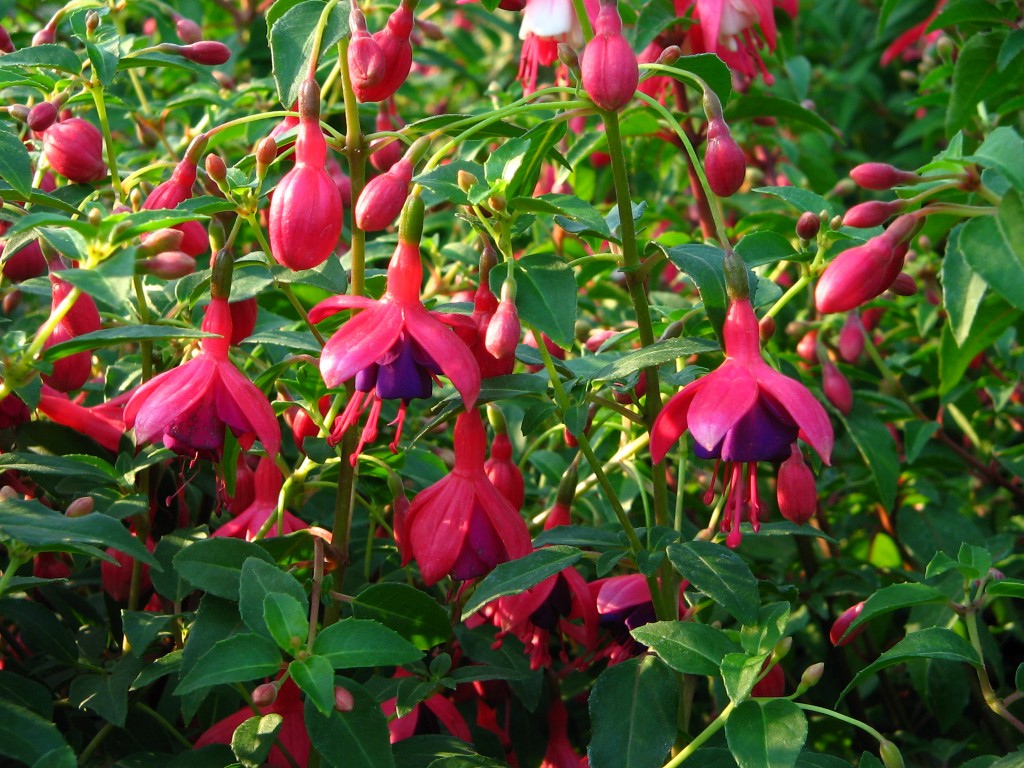 Fuchsias