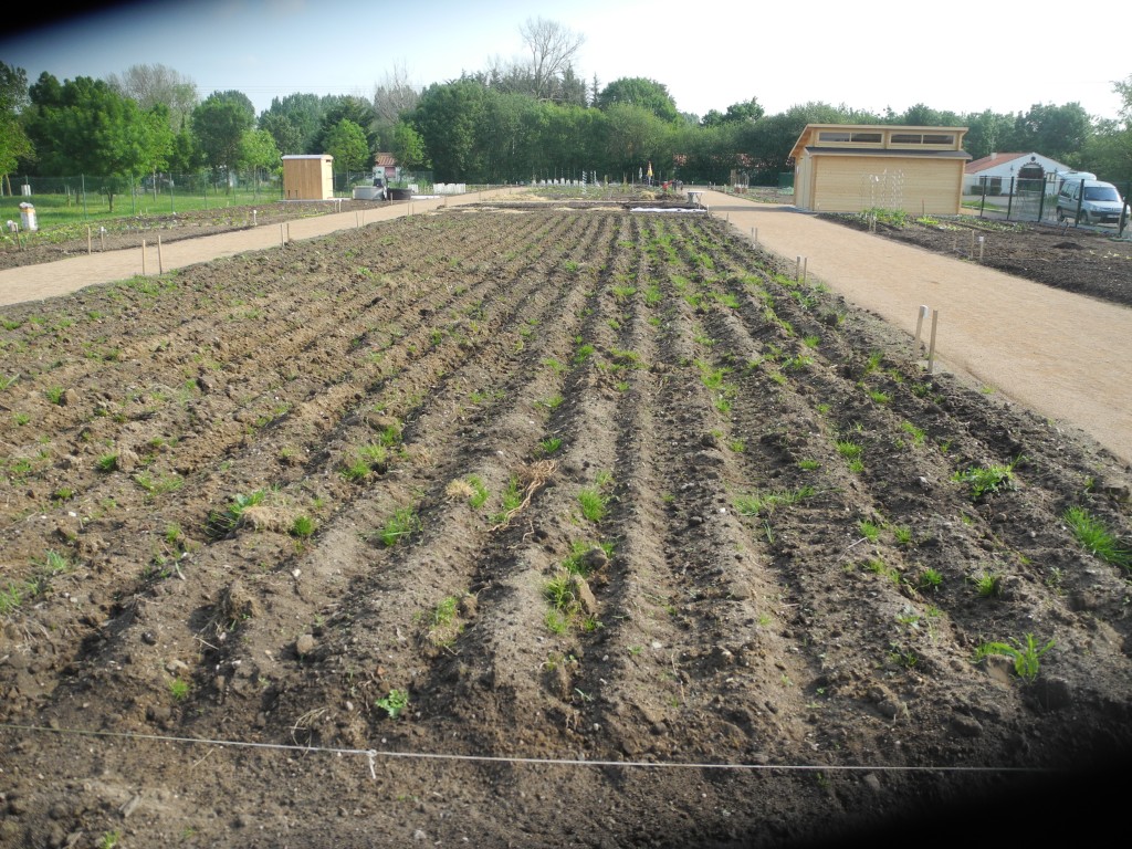 Jardin familial (2)