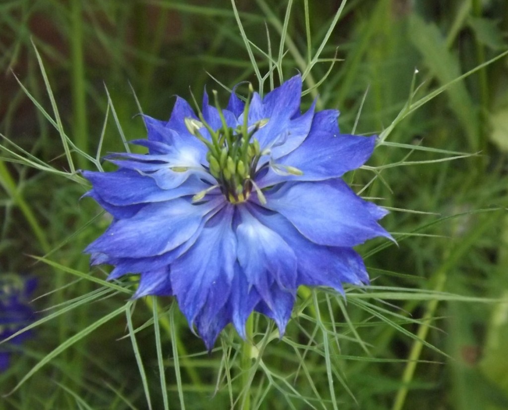 Nigelle de Damas