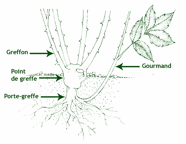 Rosier greffé