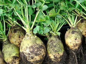 Rutabaga