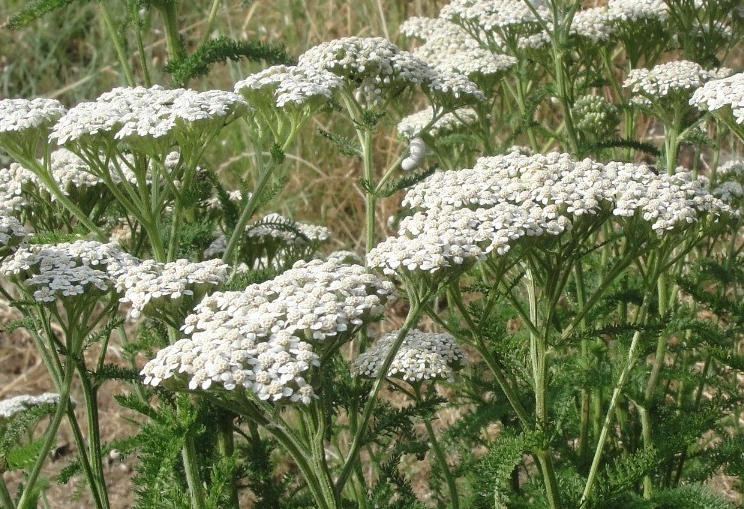 Achillée millefeuille