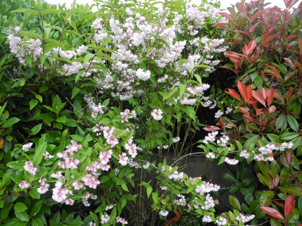 Deutzia