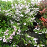 Deutzia