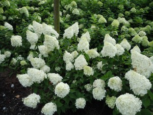 Hydrangea paniculata