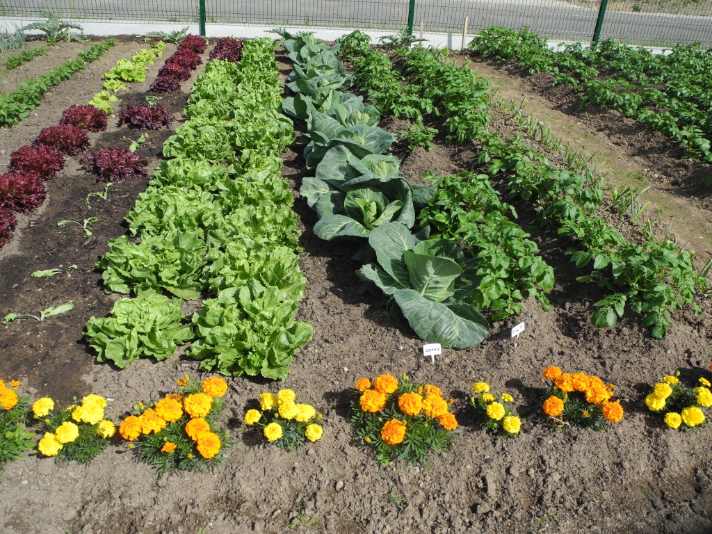 Jardins familiaux de Challans