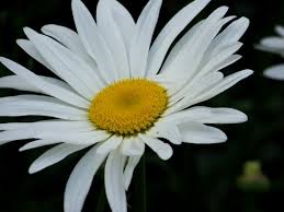 Marguerite