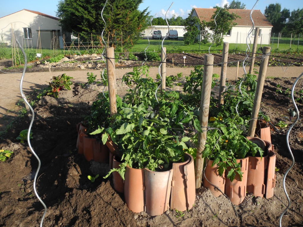 Tomates sur butte