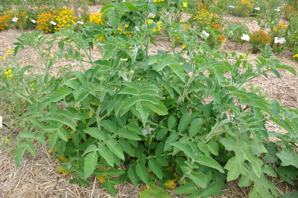 Tomates