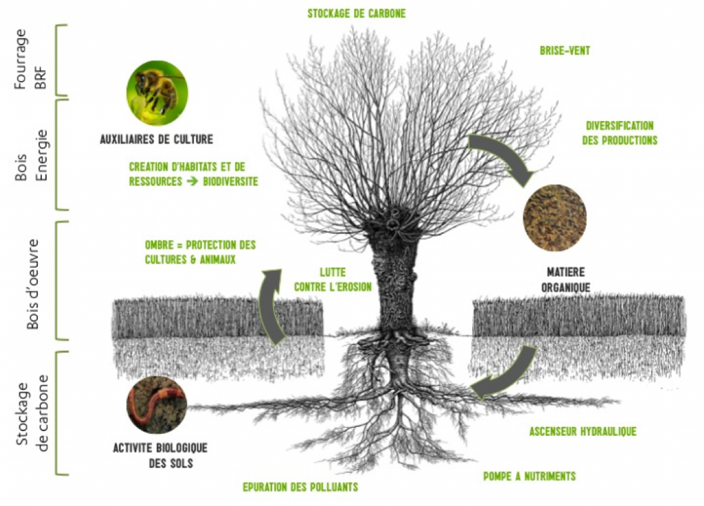 Agroforesterie