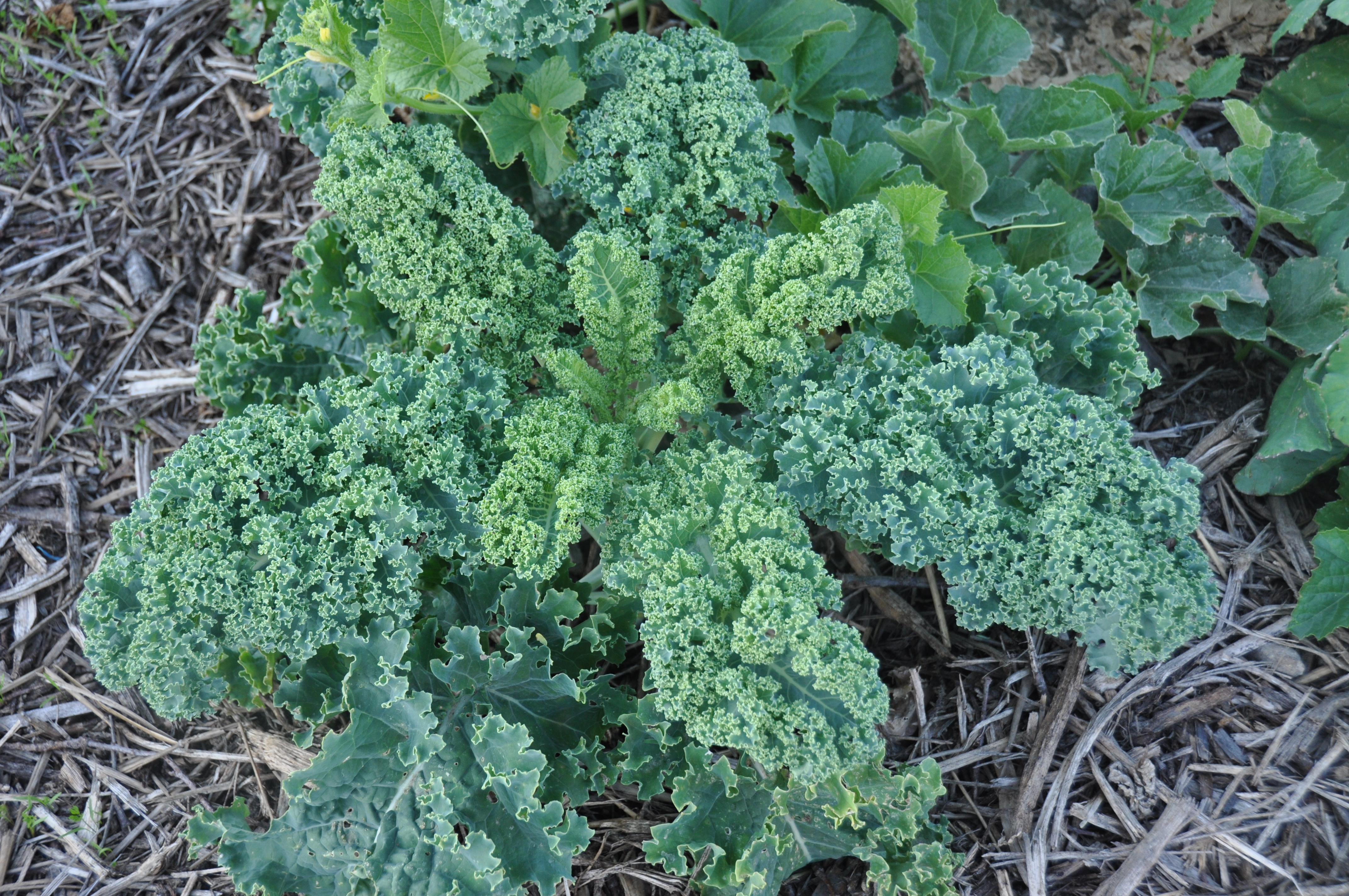 comment planter kale