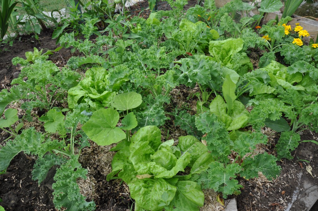 Chou frisé Kale 