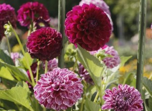 Dahlias tuteurés