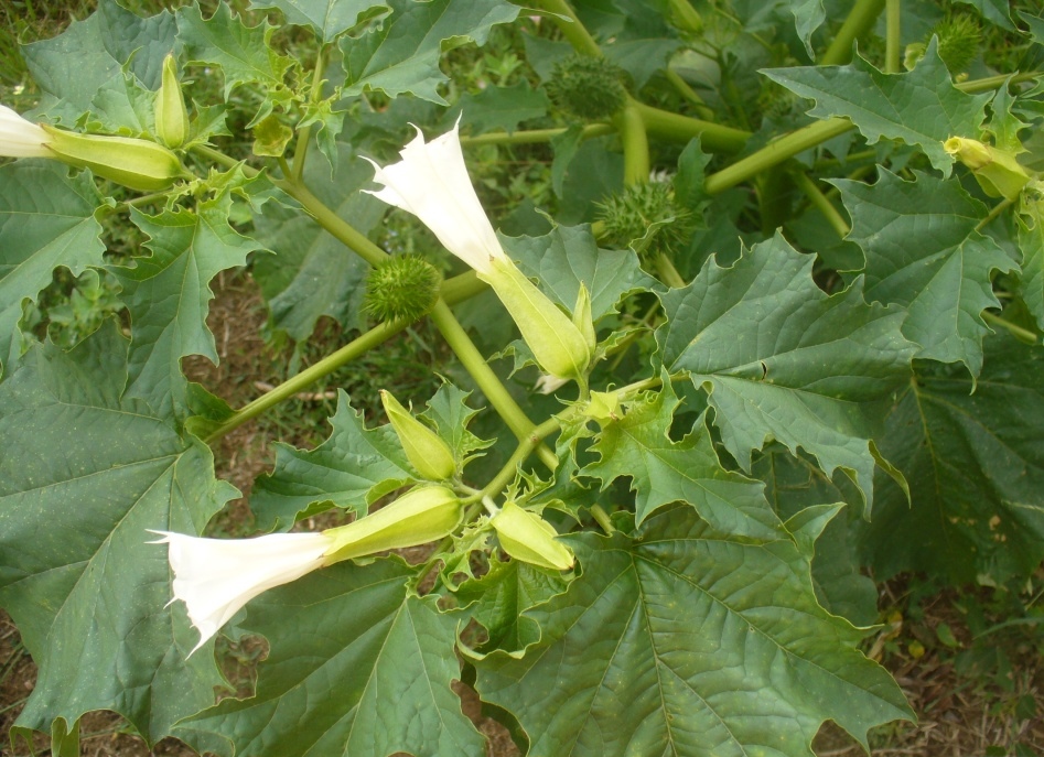 Datura sauvage