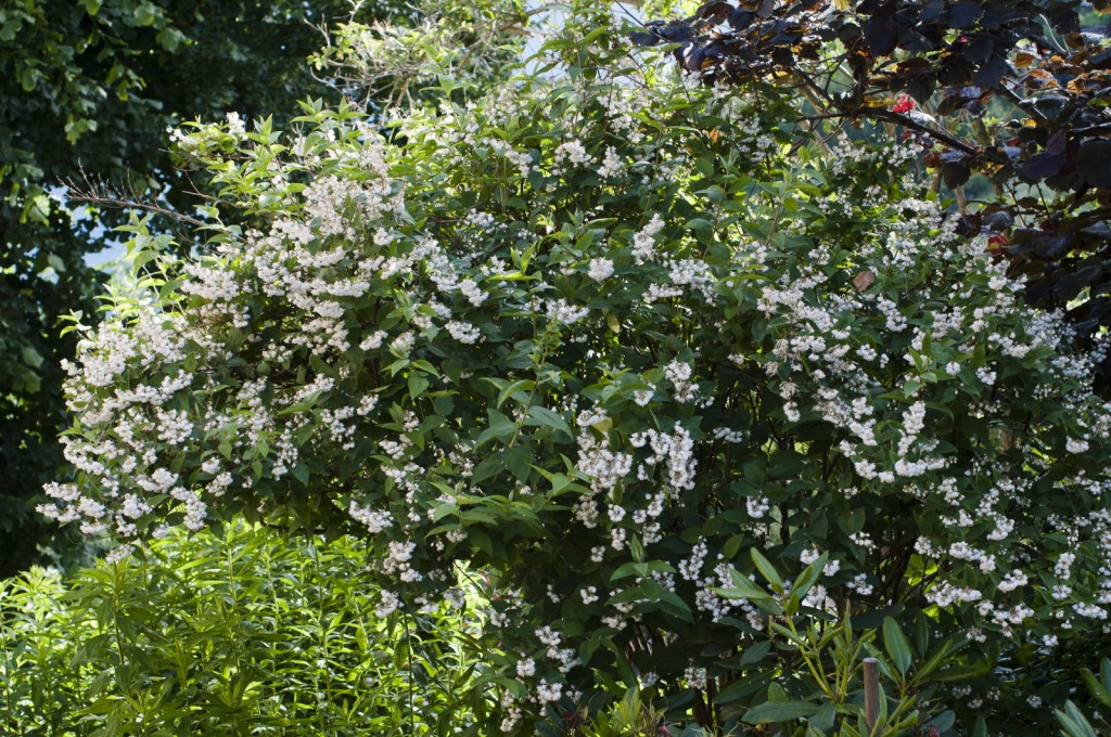 Eléagnus en fleur