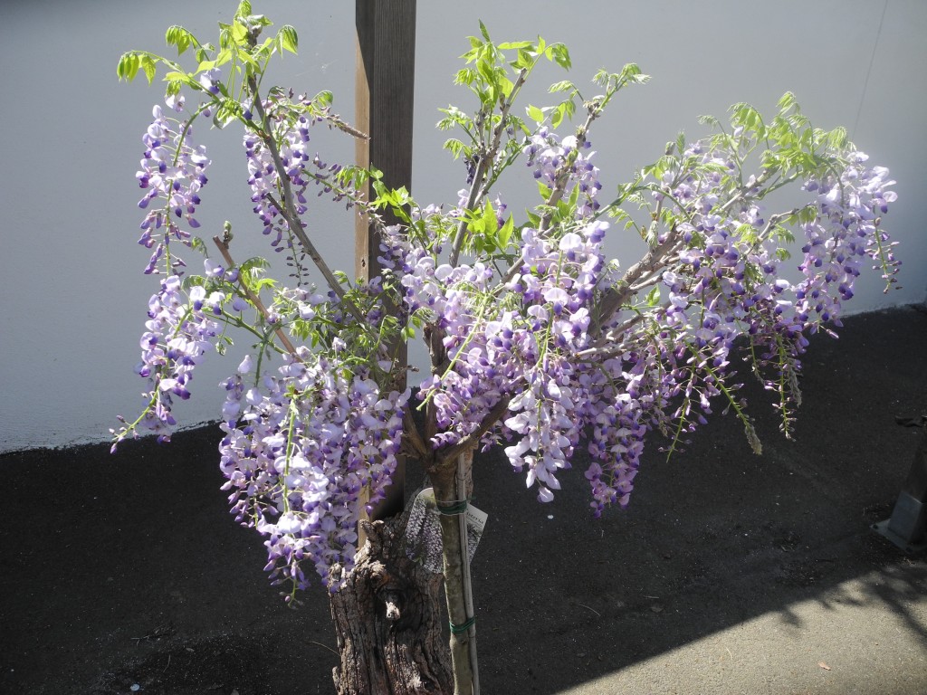 Glycine