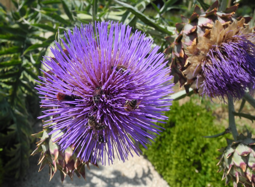 Artichaut dans la jardin de Dijon