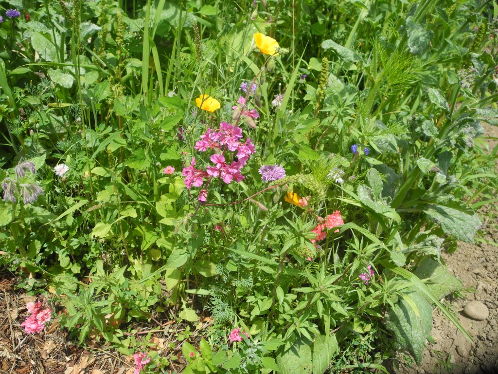 Jardin "fouillis"