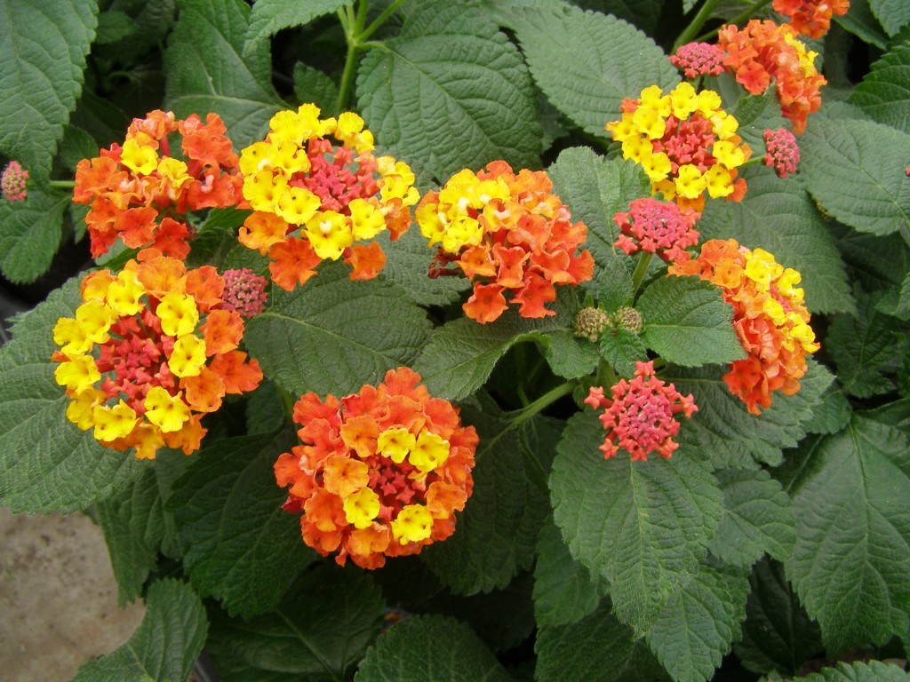 Lantana