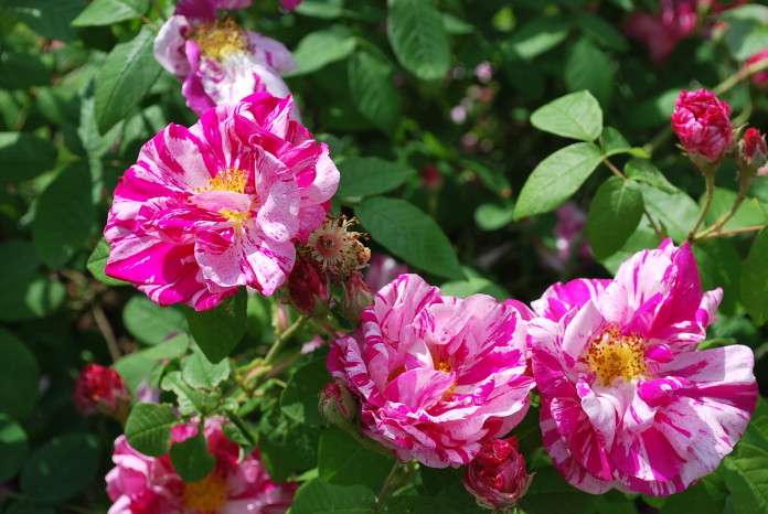 Rose gallique Versicolor