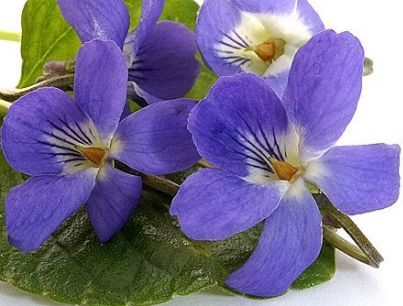 Violette odorante comestible