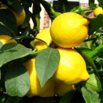Citrons