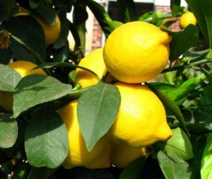 Citrons