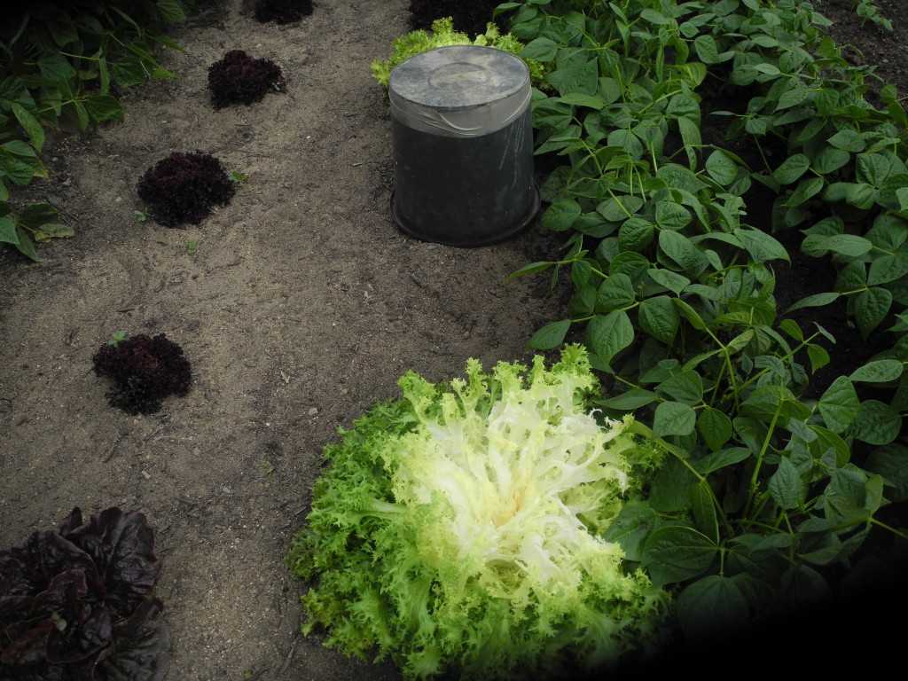 Blanchiment frisée