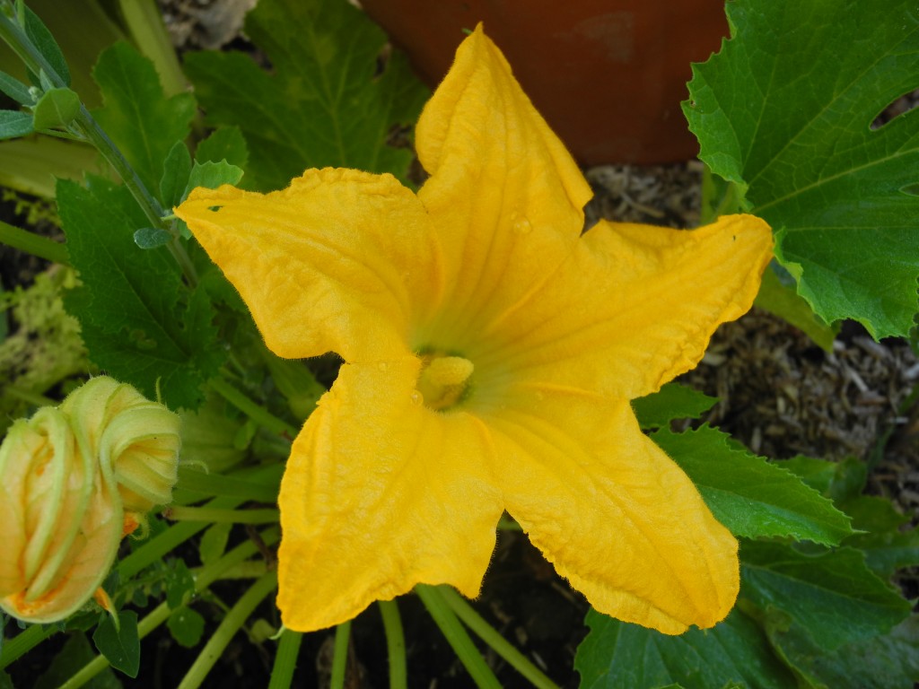 Fleur femelle de courgette 