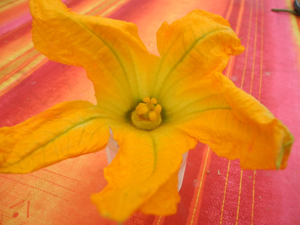 Fleur de courgette mâle (1)