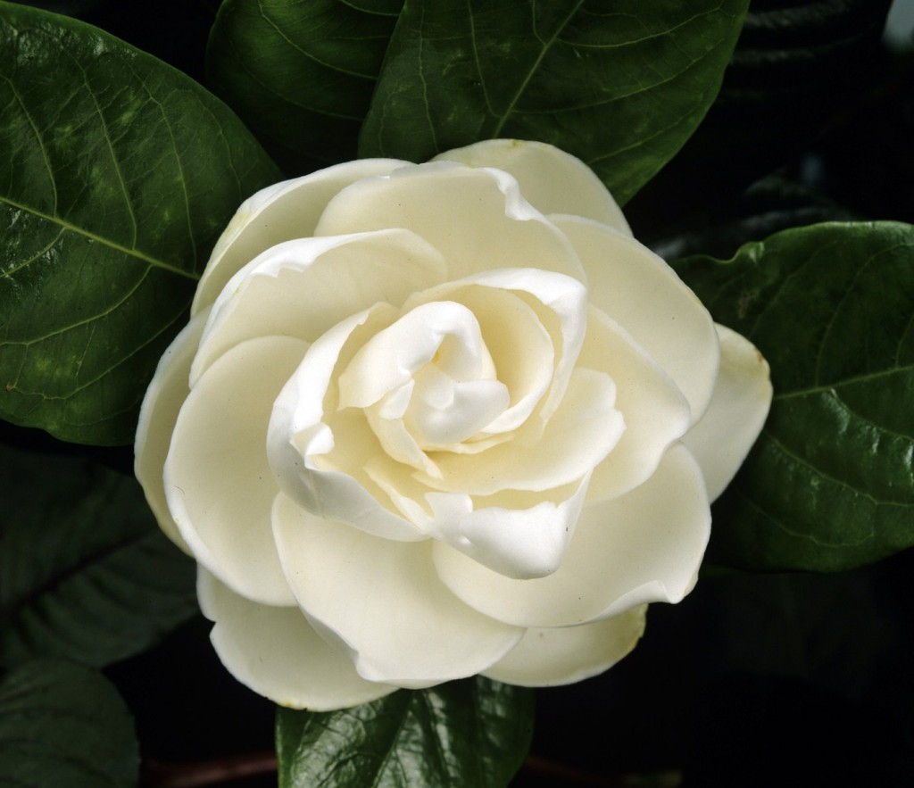 Gardenia