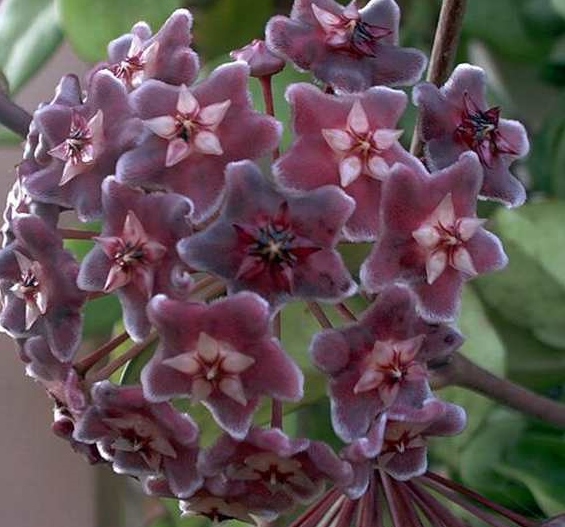 Hoya pubicalyx 'Red Button'