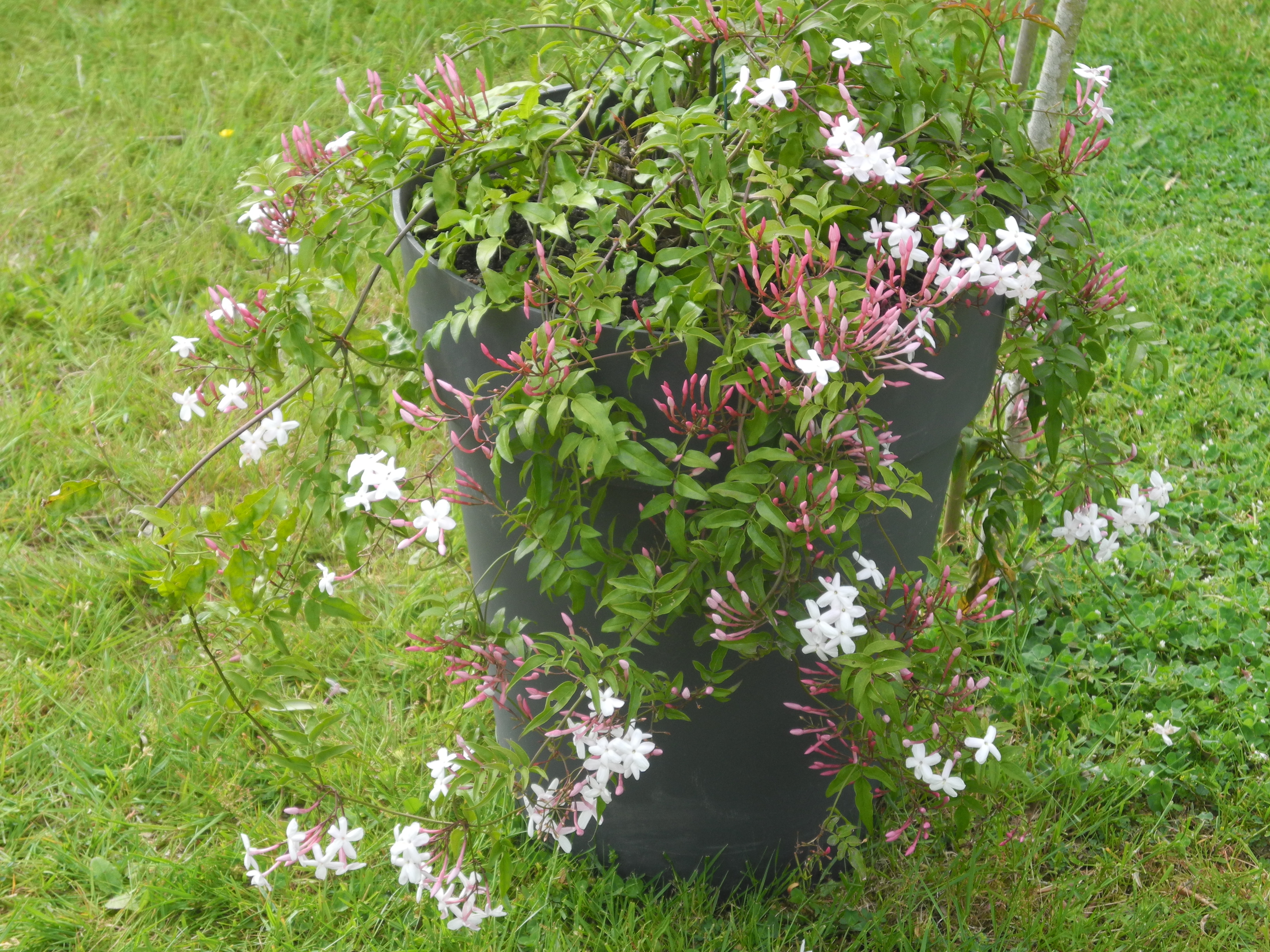 comment planter jasmin polyanthum