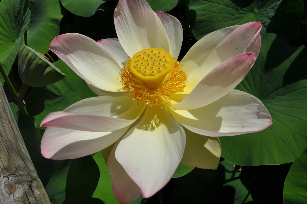 Lotus 