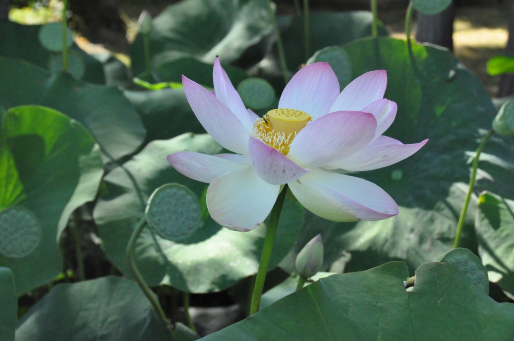 Lotus