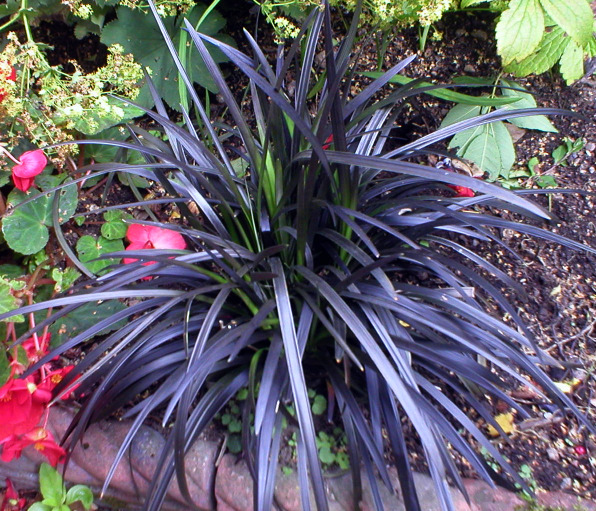 Ophiopogon