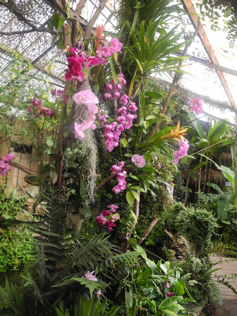 Orchidées 