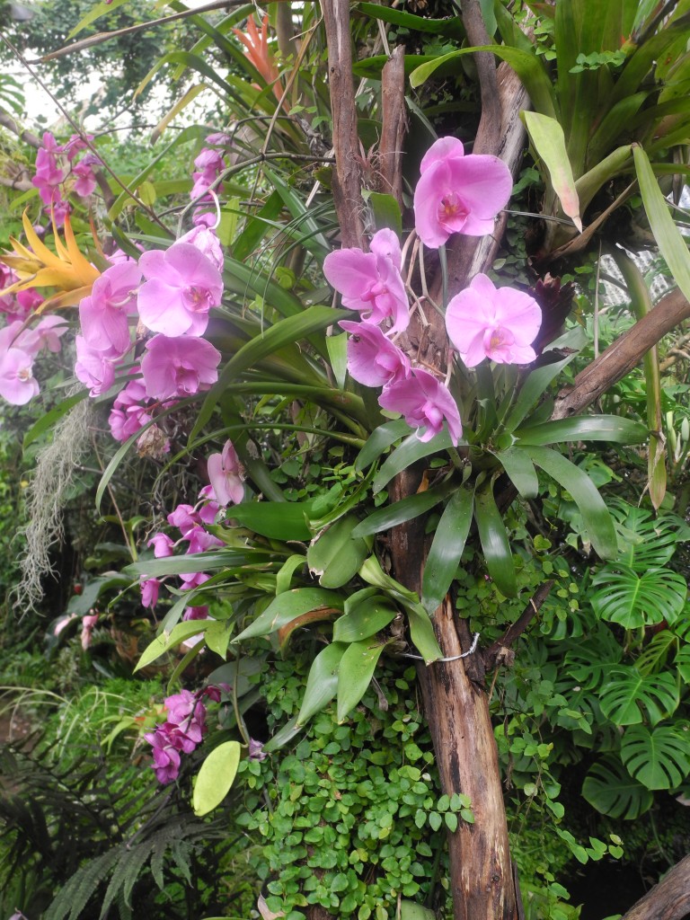 Orchidées 