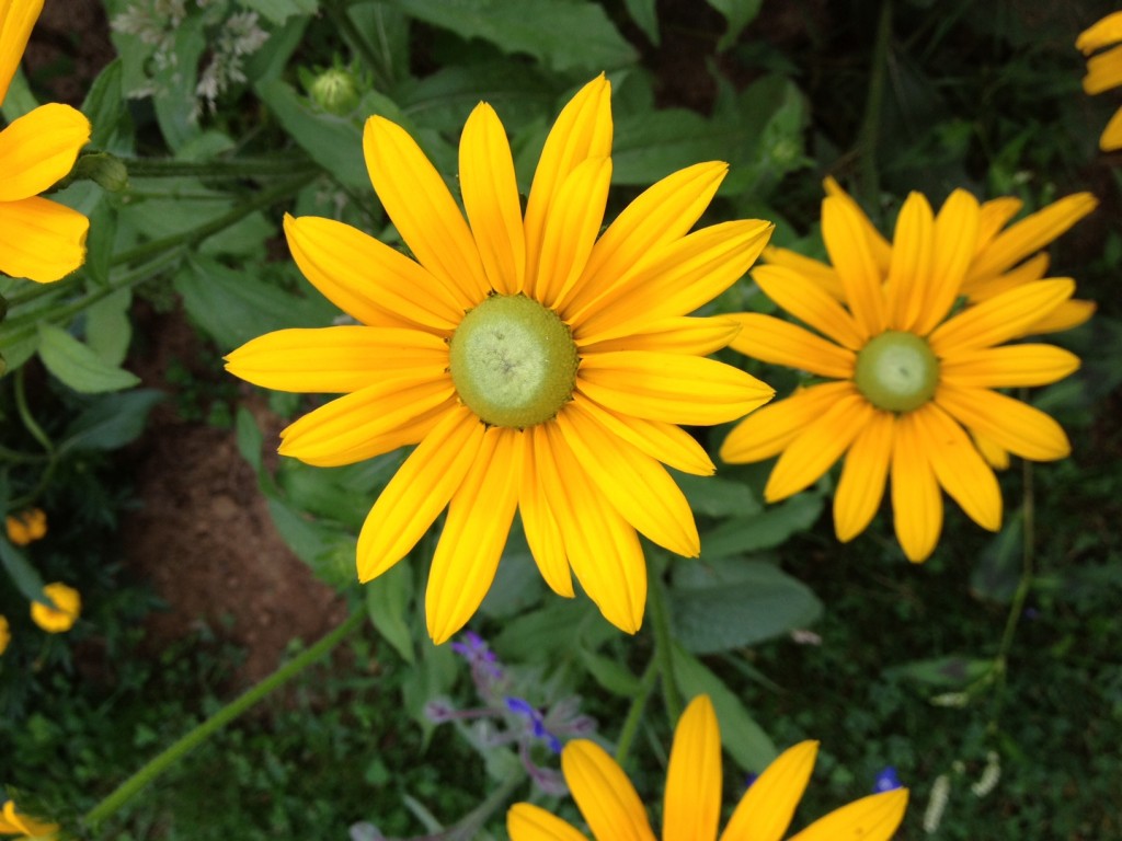 Rudbeckia