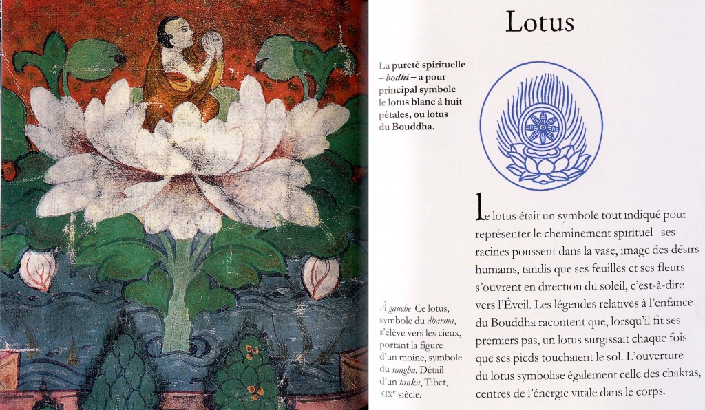 Lotus