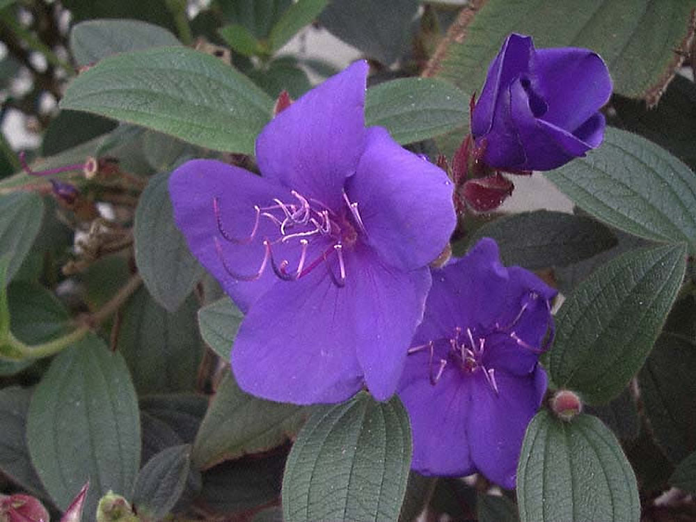 Tibouchina urvilleana