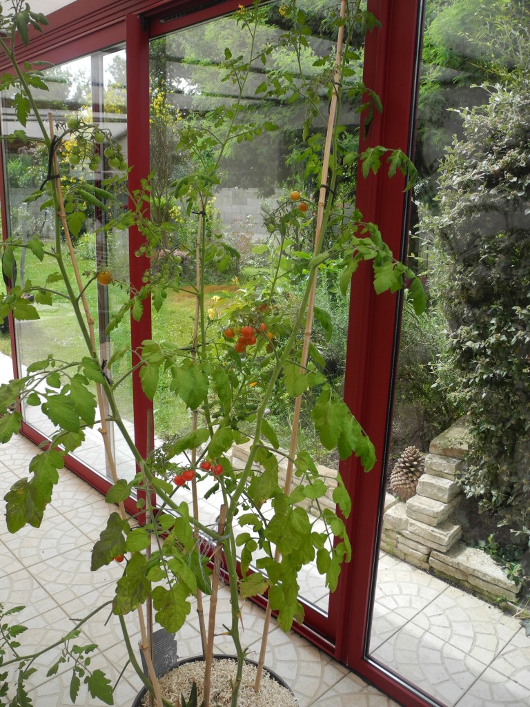 Tomates Véranda