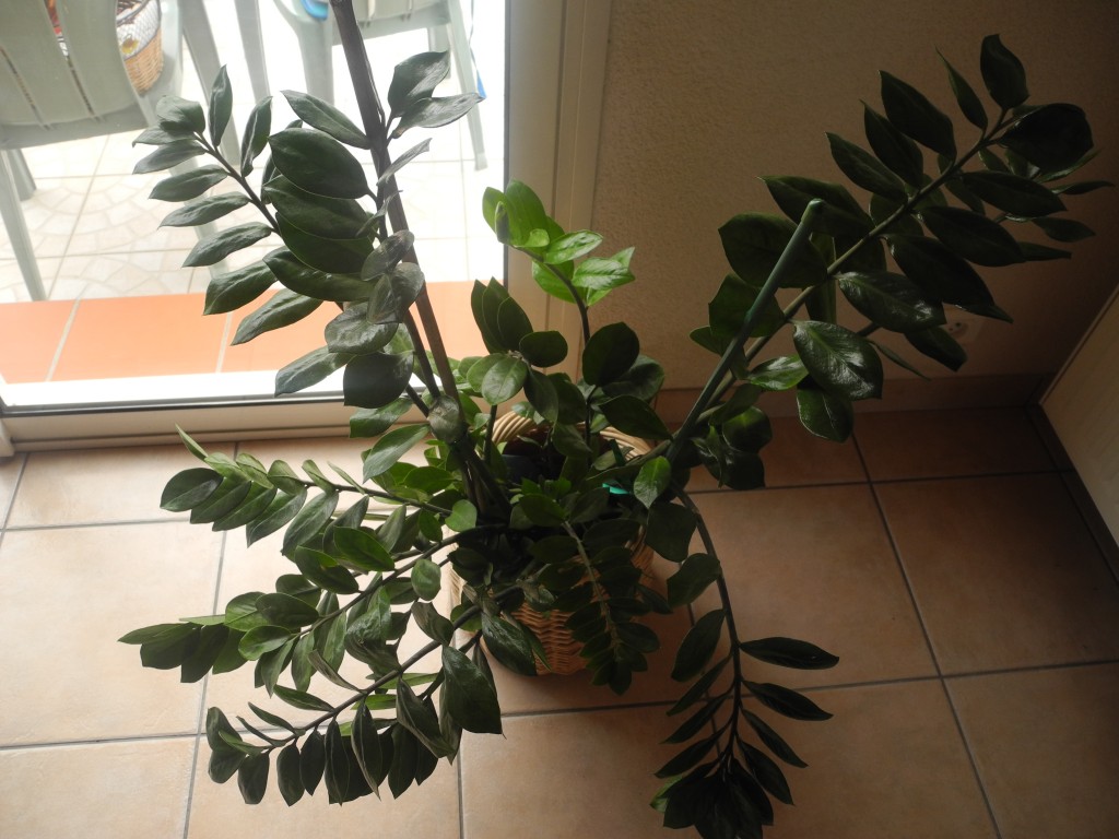 Zamioculcas